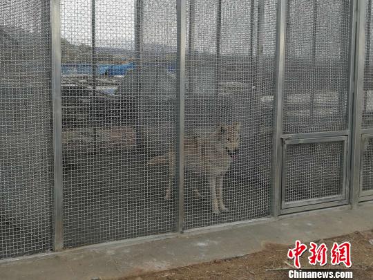《千古马颂》总导演穆青：讲述人马故事敬畏草原文化